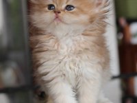 SAFKAN SECERELİ REZERVEYE MÜSAİT GOLDEN SHELL KEDİM