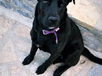 Köpeğimiz Canoyu sahiplendiriyoruz