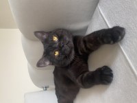 Sahiplendirme kedimiz (british ve orman kedisi çiftleşti)