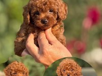 Teacup Boy Aşılı Wc Eğitimli Premıum Poodle