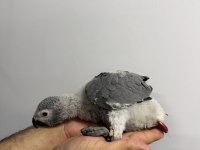 70 GÜNLÜK BEBEK JAKO EL BESLEME