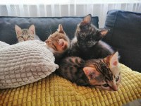 5 adet yavru kedimize acil yuva arıyoruz