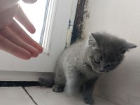 Erkek yavru british shorthair