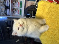 Safkan British Shorthair 2 Aylık