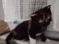 ACİL SAHİPLENDİRME KEDİMİZ