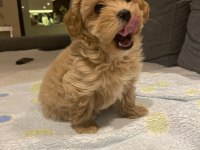 Kore Maltipoo Yavrular