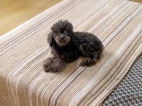 Mama karşılığı orjinal erkek toy poodle