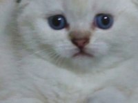 Birbirinde sevimli oyuncu bebek kediler