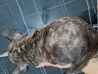 A kalite şecereli yavru french bulldog