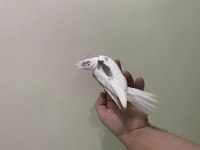 Heavy CF Clear Albino Lutino El Besleme Yavru Sultan