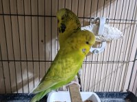 Jumbo hazır takım muhabbet kuşu