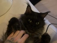 Saf kan şecereli xxxl maine coon son yavru