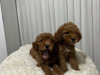 MÜKEMMEL TOY POODLE YAVRULAR YENİ AİLESİNİ ARIYOR