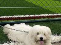 6 aylık maltipoo köpeğimiz Hera
