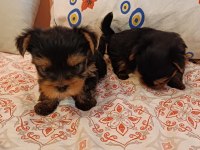 Yorkshire terrier bebekler