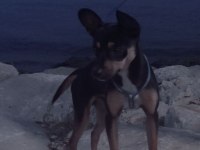 Pinscher 8 aylık köpeğimiz