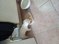 Jack russell anne malta terrier baba melez köpeğimiz