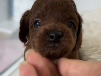 Kore poodle bebekler