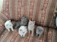 BRİTİSH SHORTHAİR KEDİLERİ