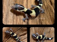 Afridan Fat Tailed Gecko