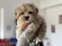 Ankaranın en seçkin tea cup kore maltipoo yavruları