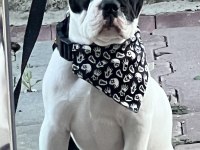 6 aylık erkek fransız bulldog