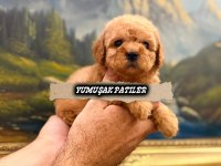 Orijinal Toy Poodle
