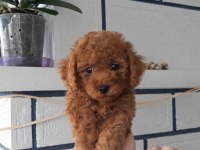 Uygun Vasıflı Safkan Poodle