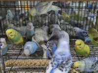 ELE ALIŞKIN YAVRU MUHABBET KUŞLARI