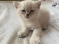 Tatlı mı tatlı british shorthair bebişler