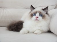 Full şecereli ragdoll yavruları