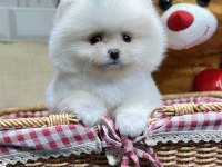 Pomeranian boo yavrular orjinal safkan