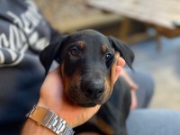 YAVRU DOBERMAN