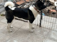 10 aylık ful aşılı amerikan akita