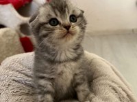 Minik dostlar british