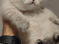 British longhair kedisi