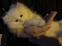 3 aylık çok sevimli cins ankara kedisi