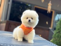 Yavru Pomeranian Boolarımız