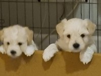 2 aylık safkan Maltese Terrier
