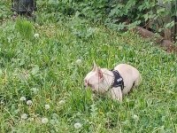 Beyaz kelebek french bulldog