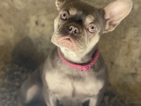 İSABELLA TAN FRENCH BULLDOG