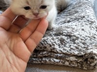Son iki erkek yavru scottish fold