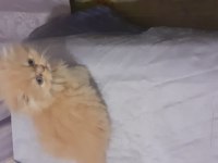 Safkan iran kedisi yavru