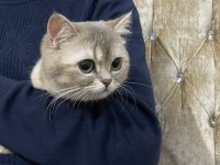 3 yaşında british shorthair dişi