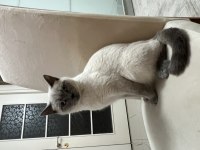 Çok sevecen kediler aile sahiplendirilecektir