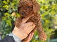 En koyusundan en orjinalinden toy poodle bebişler