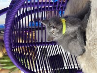 Safkan british shorthair yavrular