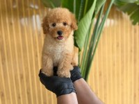 Toy Poodle Bebekler Referans Yavru