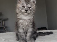 Blacksmoke Maine Coon Yavruları Granddesign Cattery