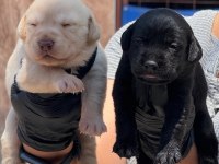 Labrador siyah renk bebekler hazır